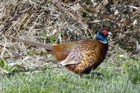 草地上的野鸡图片